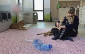 инсулт покоса спасителката лъвчетата терез масуд