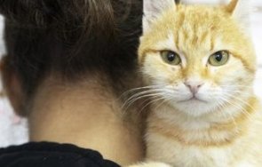 осиновяванията животни бележат ръст време пандемията