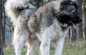 кавказка овчарка ухапа годишно дете арестуваха собственика