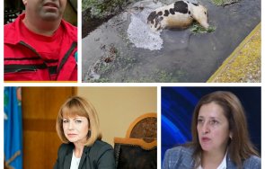 кремиковци косъм адска зараза разлагащи свински трупове незаконна ферма осеяха квартала снимки