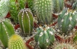 грешките правим отглеждането кактуси сукуленти