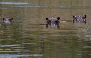 Около 100 хипопотама наследници на животните отглеждани от покойния колумбийски