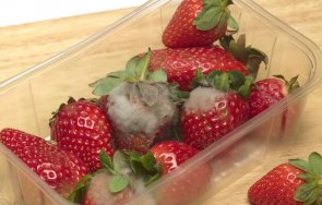 бабх спря 2100 тона нелегални храни