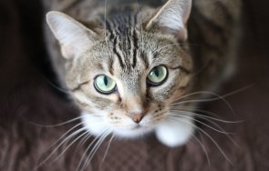 сестрата бритни спиърс обвини илон мъск смъртта котките