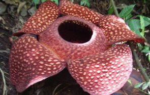 голямото цвете света нито корени нито стъбло