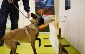 обучени кучета надушват коронавирус процента случаите