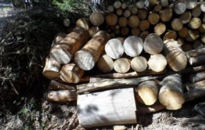 трима задържани незаконна дървесина петрич
