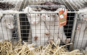 властите дания компенсира млрд евро фермите избили популацията норки страната