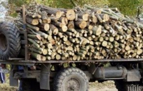 спряха нелегална сеч царево търново