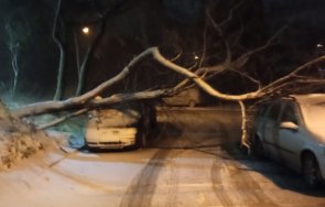 бурята варна събори дървета снимка