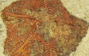 откриха древната морска звезда снимки