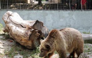 мечката свобода зоопарка варна навърши години зимен сън