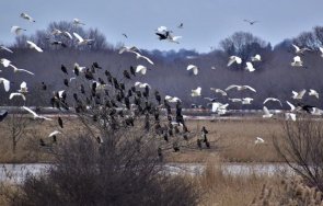 000 експерти доброволци включиха преброяването водолюбивите птици