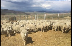 уникум дело грабеж агнета точи години бургас