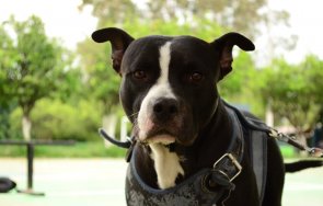 кучета надушват коронавируса точност