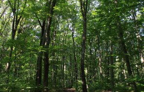 важна информация собствениците гори желаещи продадат държавата