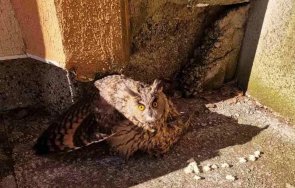 служители детска градина спасиха ранен бухал