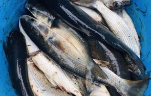 заловиха бракониери акция варненското езеро снимки