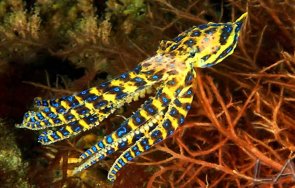 отровното животно света пристигна природонаучния музей пловдив