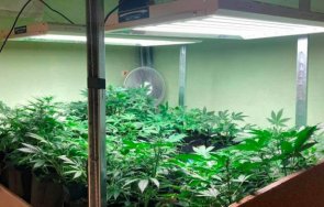 разбиха оранжерия канабис ямбол