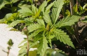 пращат съд обвиняем държане коноп