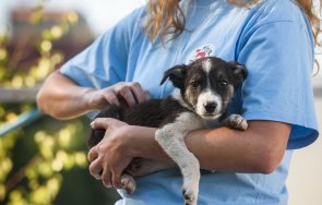 чипирането кучета русе става безплатно