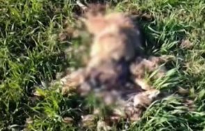 зверство слагат отрови убиват животни черноморец