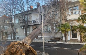 ураганът морето изтръгна огромно дърво поморие прати терасите хотел
