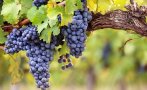 Лозята в България се увеличават с 10-12 000 дка на година