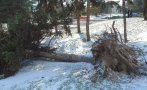 Бурният вятър изкорени дървета в Шуменско