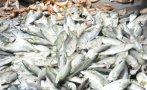 Заразена с радиация риба открита за първи път от две години във Фукушима