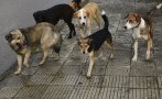 Глутница бездомни кучета нападнаха 9-годишно дете в Дупница Глутница бездомни кучета нападнаха 9-годишно дете в Дупница