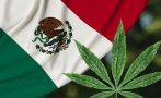 Мексико легализира марихуаната за лични нужди