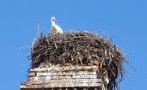 Първият щъркел долетя в България