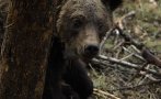 Близо 100 мечки на година стават жертва на бракониерство у нас