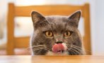 Защо котките имат грапав език?