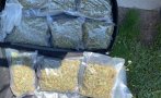 Откриха оранжерия за отглеждане на марихуана, наркотици и оръжие в Русе