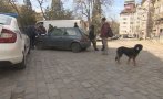 УЖАС: Ротвайлер нападна жена и уби кучето ѝ в столицата