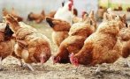Свикаха епизоотичната комисия заради птичия грип в района на Хасково