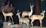 Природонаучният музей в с. Черни Осъм отбелязва 50-годишен юбилей