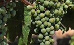 От 17 май започва прием по кризисната мярка за лозарите - „Събиране на реколтата на зелено“