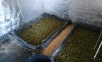 Разбиха оранжерия за марихуана край Варна (СНИМКИ)