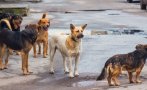 бабх глобява общини заради безстопанствените кучета