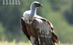 Изчезна освободен в България рядък черен лешояд, вероятно е отровен