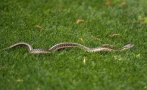 Нашествие на змии в Кюстендилско