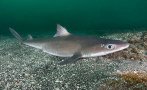 УЧЕНИ БИЯТ АЛАРМА: Акулата и още един вид риба в Черно море са пред изчезване
