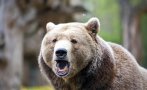 Дадоха разрешение за отстрел на мечката от Белица