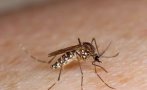 Азиатският тигров комар е все по-сериозна заплаха в Истанбул