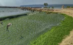 Морето край Варна се превърна в супа от водорасли