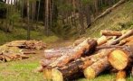 Агенцията по горите: Няма незаконна сеч в Карловско
